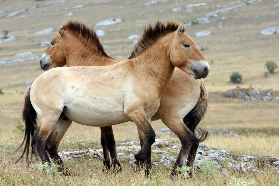 Przewalski horses 2