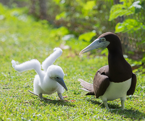 Birds -Christmas Island